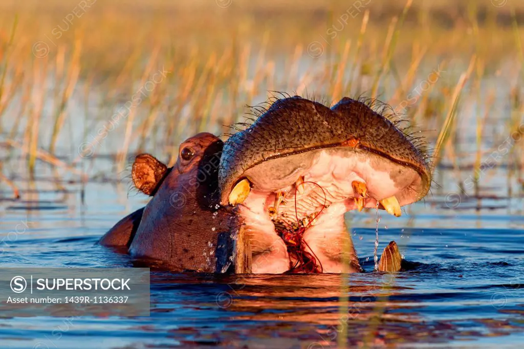 Hippo feeds on river grass