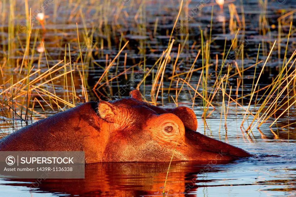 Submerged hippopotamus