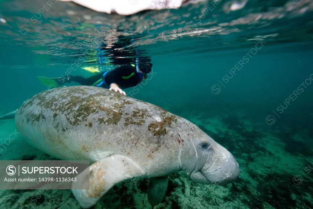 Snorkeler with manatee