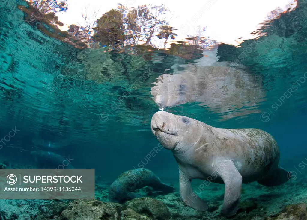 Manatee coming to surface