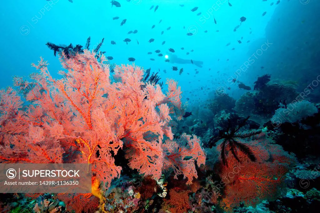 Thriving coral reef