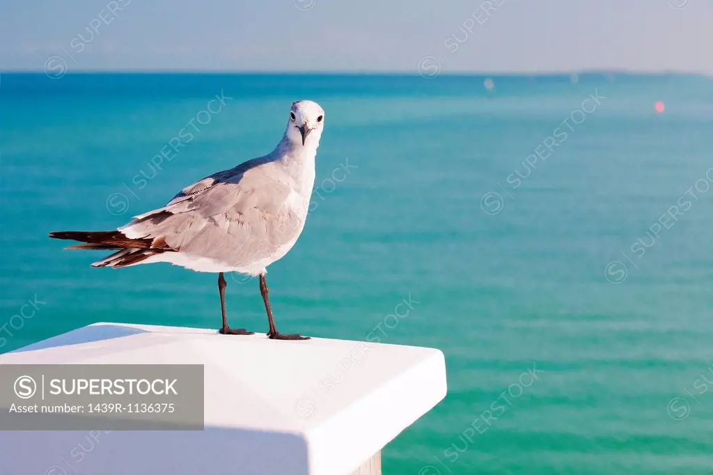 Seagull by the ocean