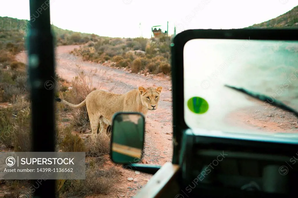 Lion near safari truck, South Africa