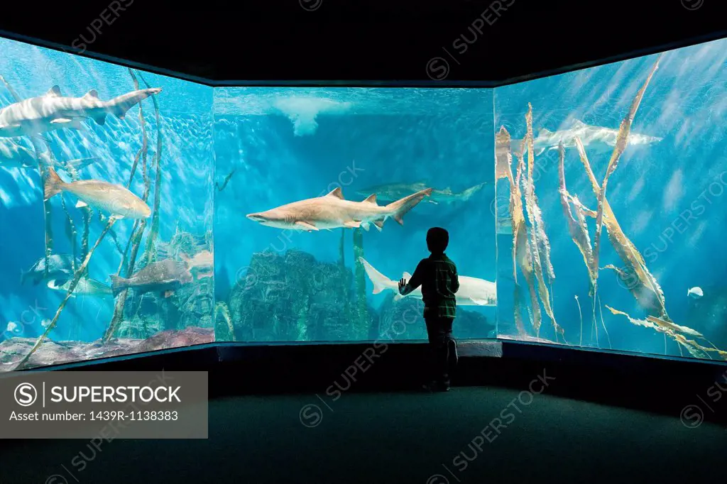 Boy watching sharks in aquarium