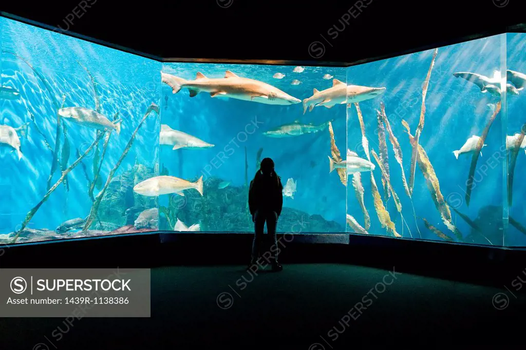 Girl watching fish in aquarium