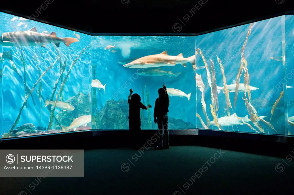 Children watching fish in aquarium
