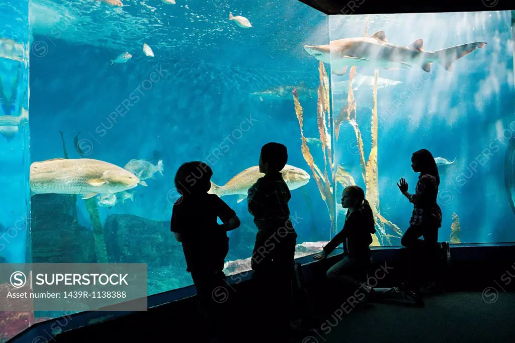 Children watching fish in aquarium