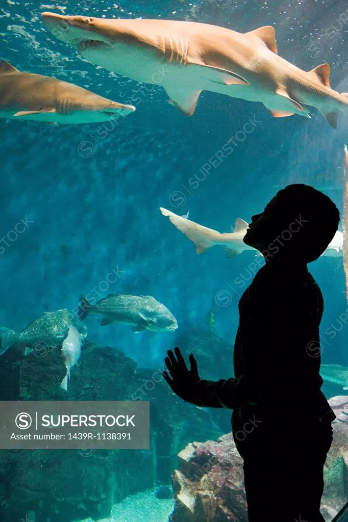 Boy watching sharks in aquarium