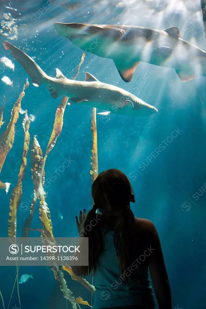 Girl watching sharks in aquarium