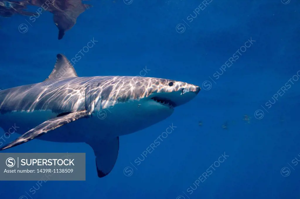 Profile of a Great white shark