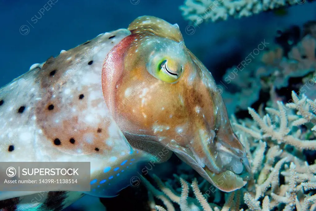 Cuttlefish hiding eggs in reef