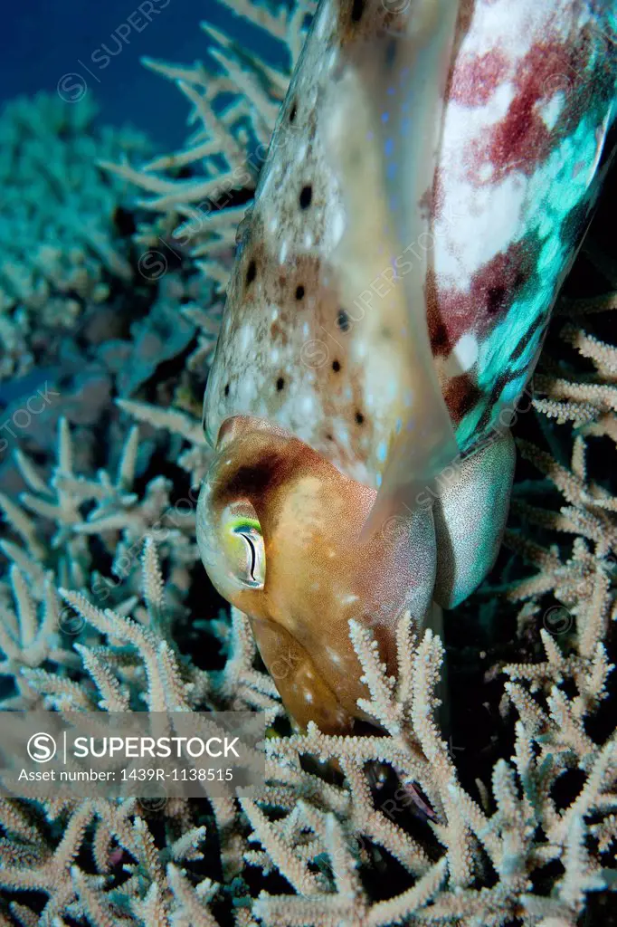 Cuttlefish hiding eggs in reef