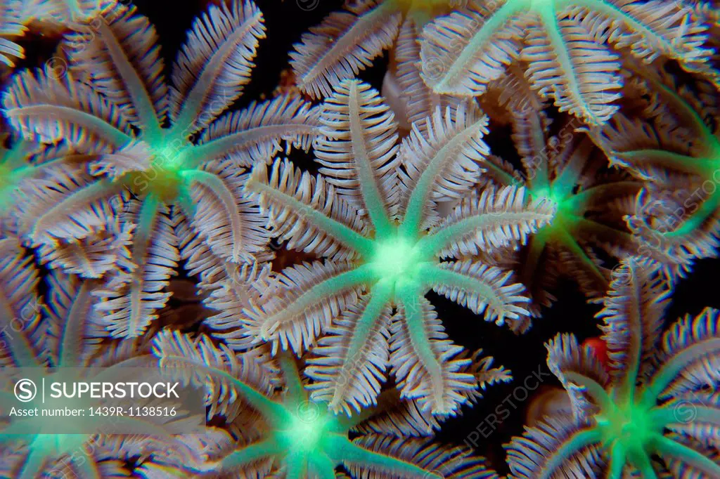 Cluster of Flower soft corals