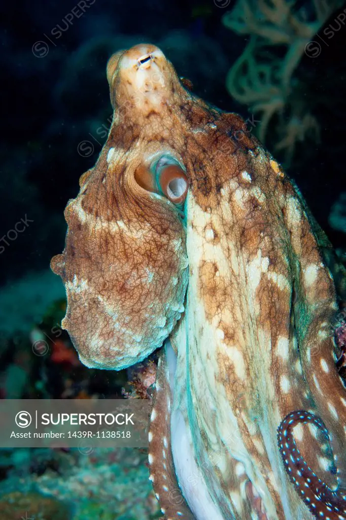 Common octopus on a coral reef