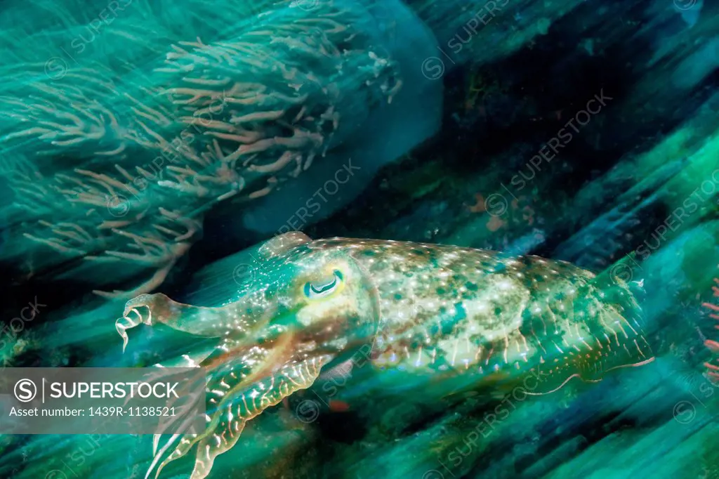 Cuttlefish on reef