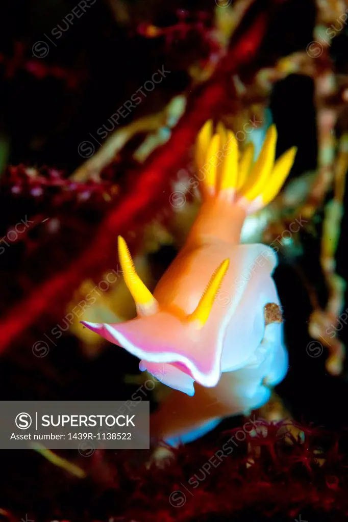 Nudibranch, Indonesia