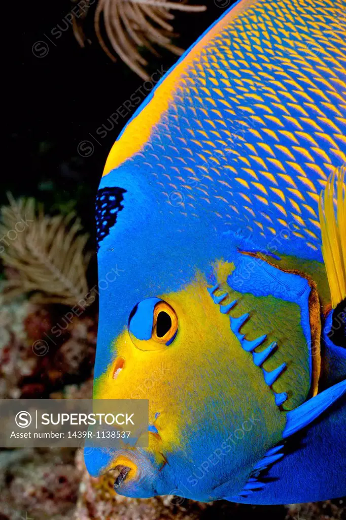 Queen angelfish, Florida