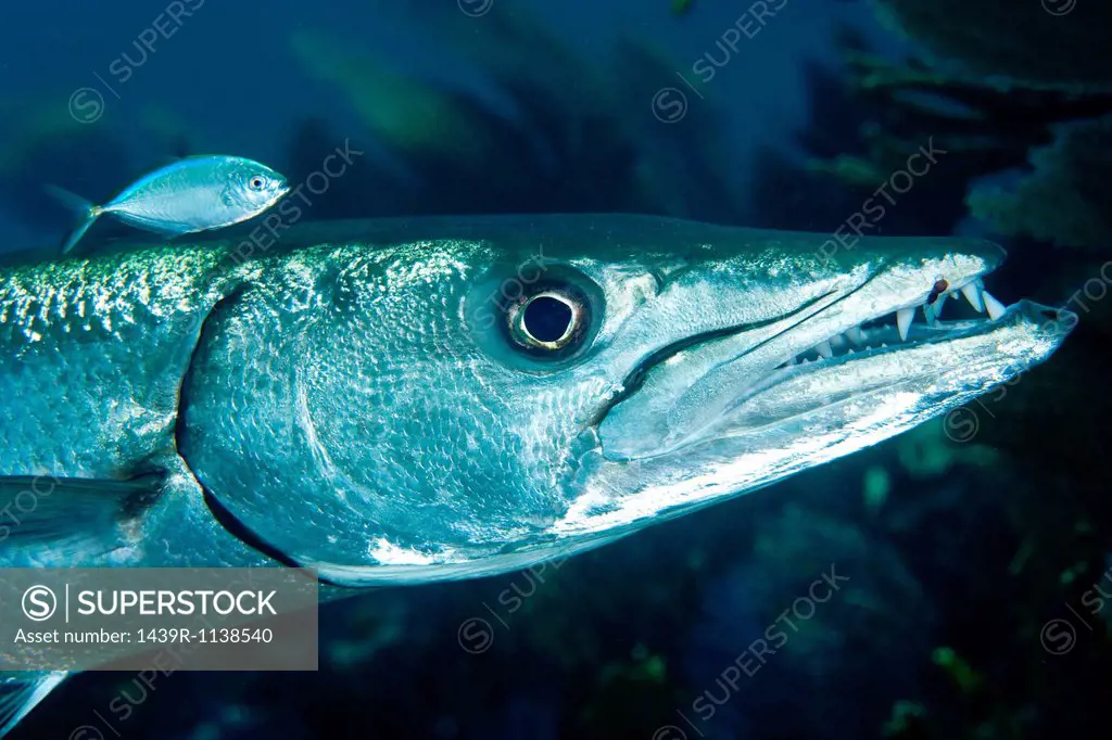 Barracuda with pilot fish