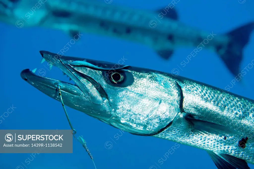 Barracuda on hook and line