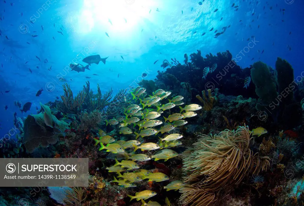 Schooling fish on reef