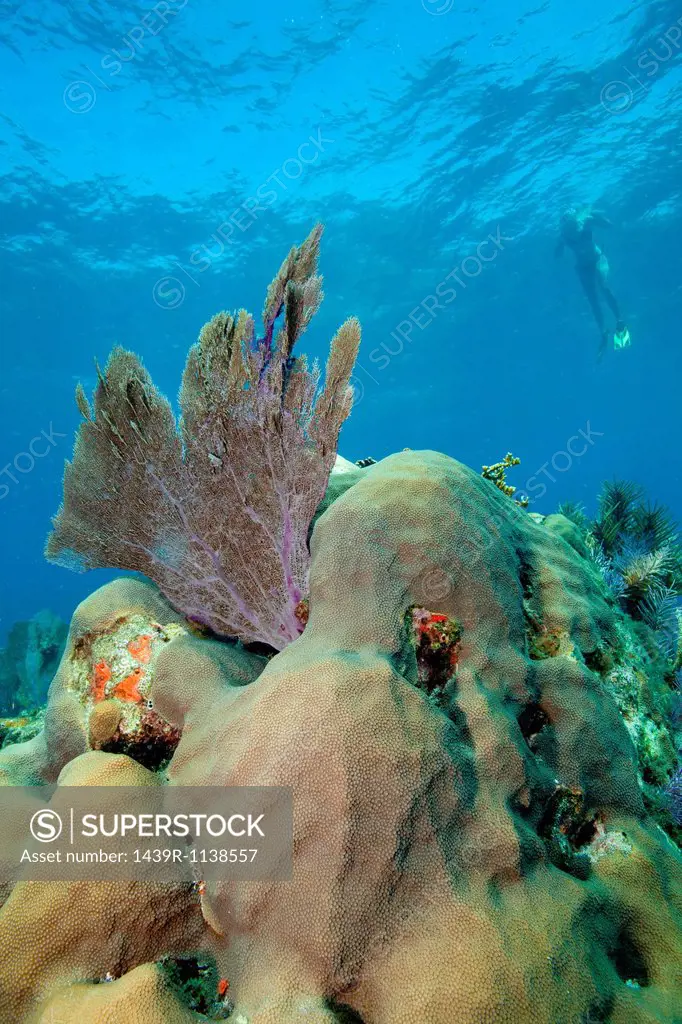 Snorkeler above coral reef