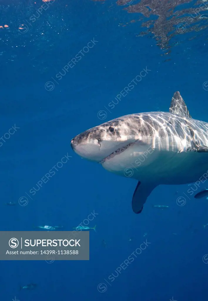 Great White Shark, Mexico