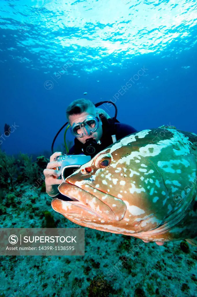 Scuba diver and grouper