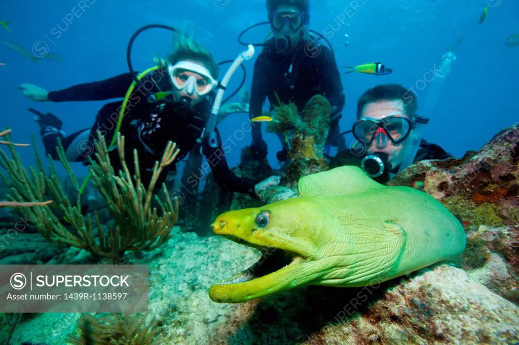 Divers with moray eel