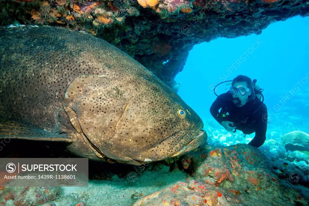 Scuba diver with large grouper