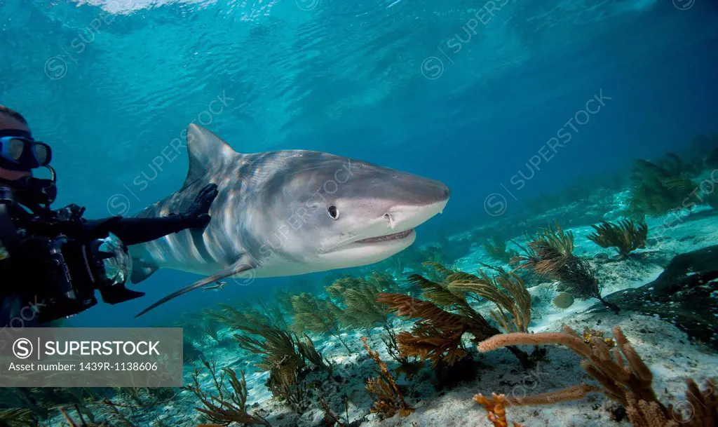 Diver touches Tiger shark