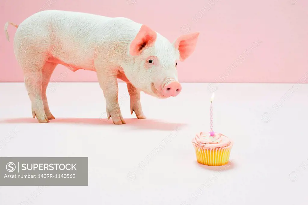 Piglet looking at birthday cake in studio