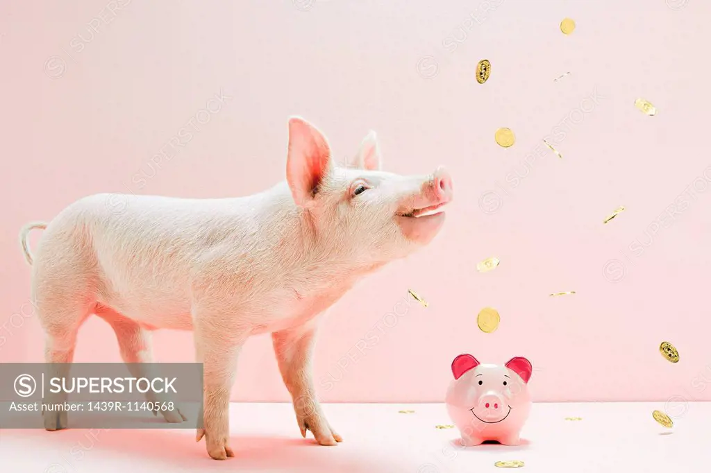 Piglet looking at falling coins over piggybank in studio