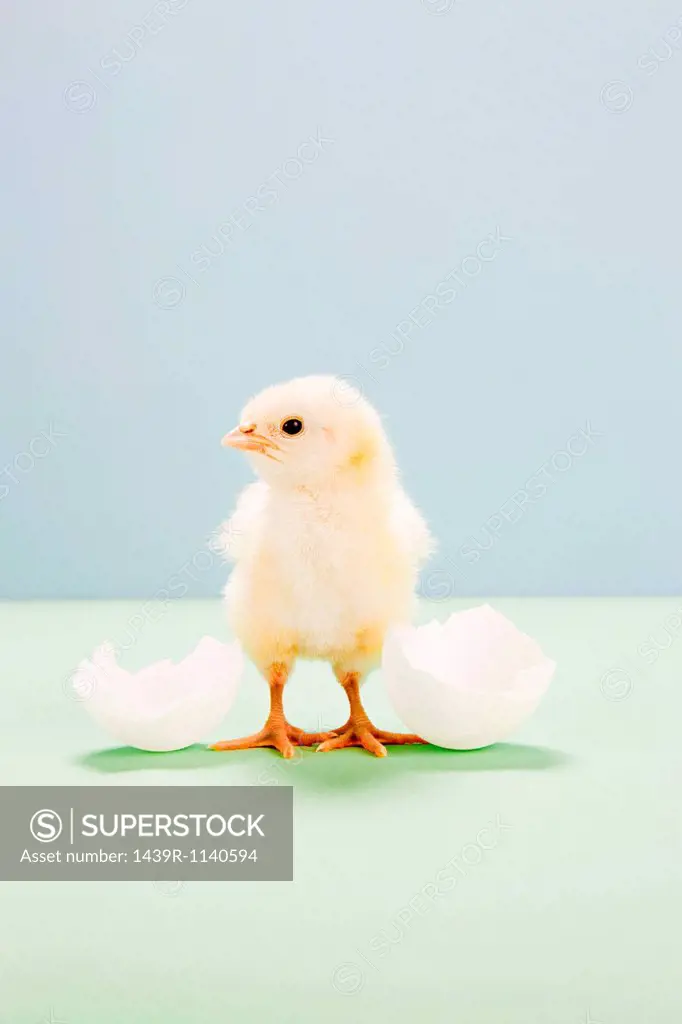 Chick standing by broken egg, studio shot