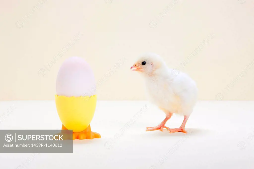 Chick looking at egg in eggcup, studio shot