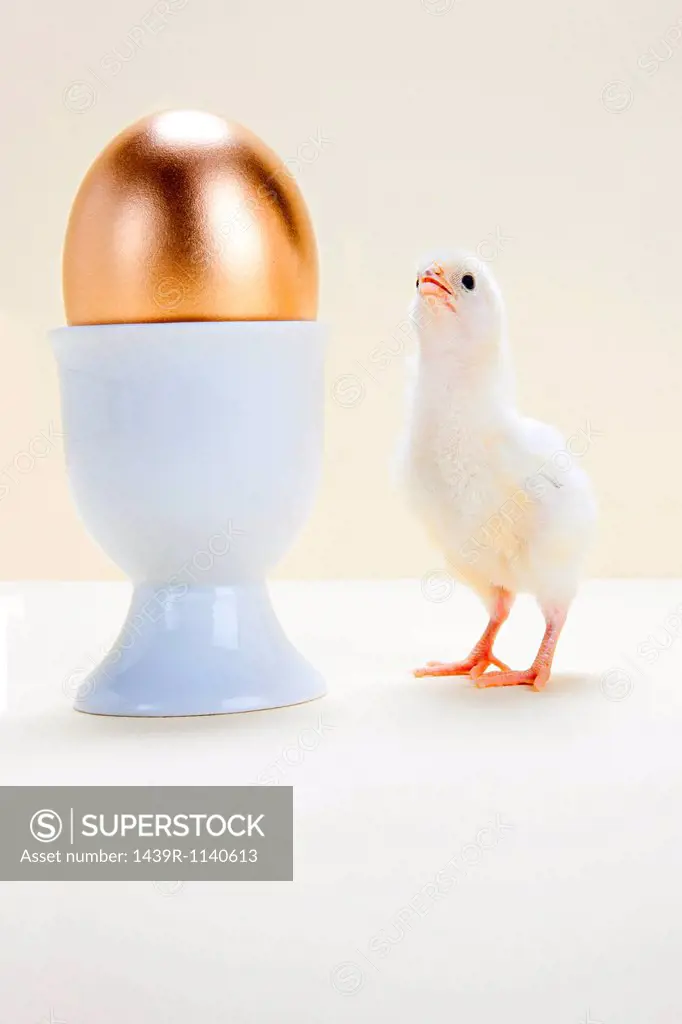 Chick looking at golden egg in eggcup, studio shot