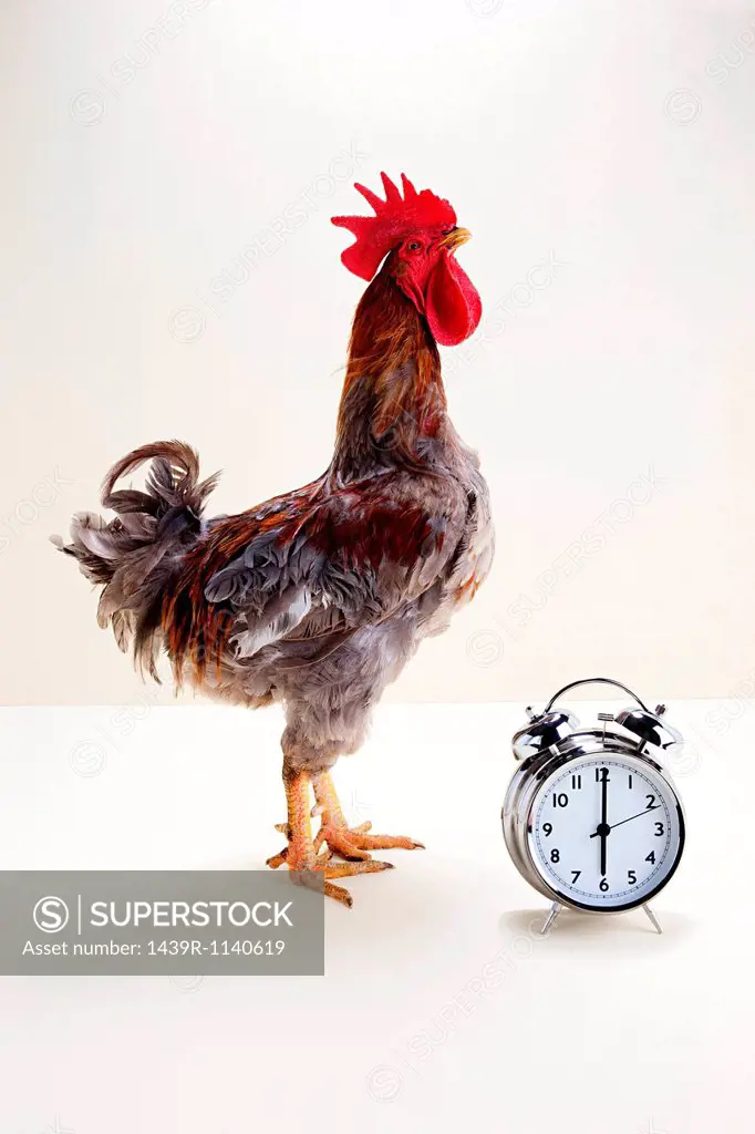 Rooster standing near alarm clock, studio shot