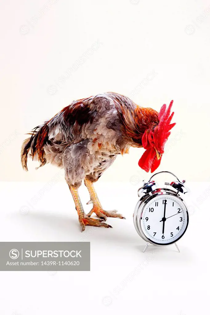 Rooster standing near alarm clock, studio shot