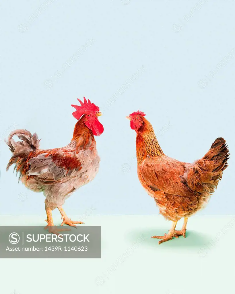 Rooster and hen standing in studio