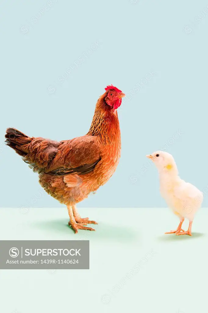 Hen standing with chick in studio