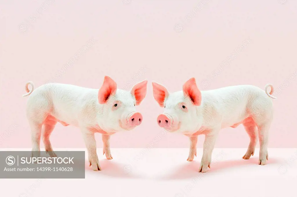 Piglets standing face to face in studio