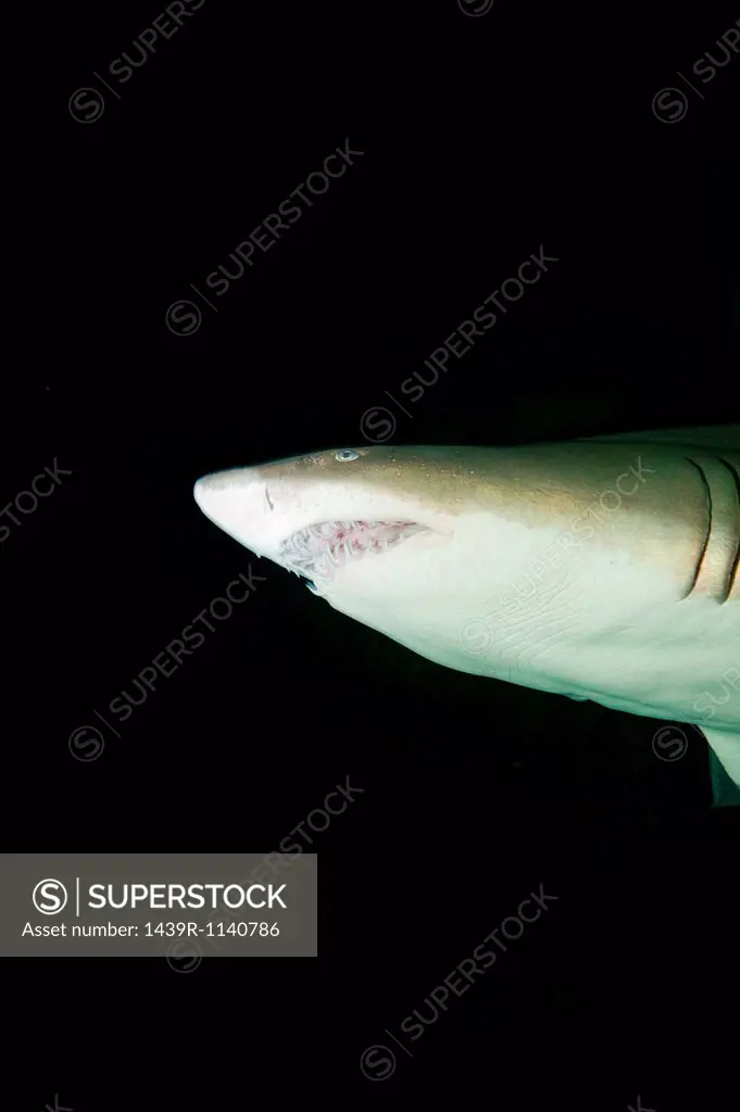 Lemon shark in captivity