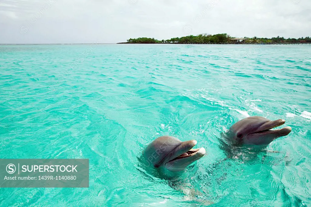 Bottlenose dolphins emerging from sea