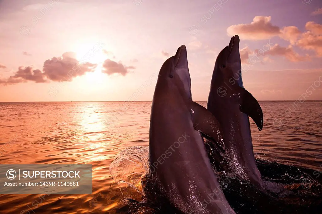 Bottlenose dolphins emerging from sea at sunset