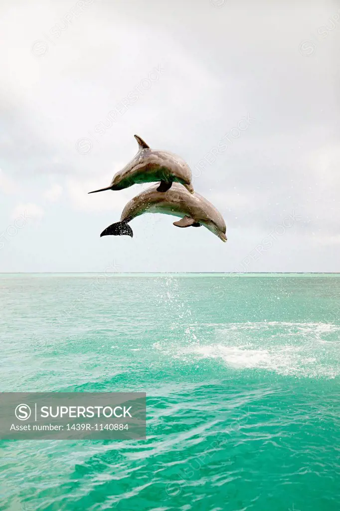 Bottlenose dolphins leaping from sea