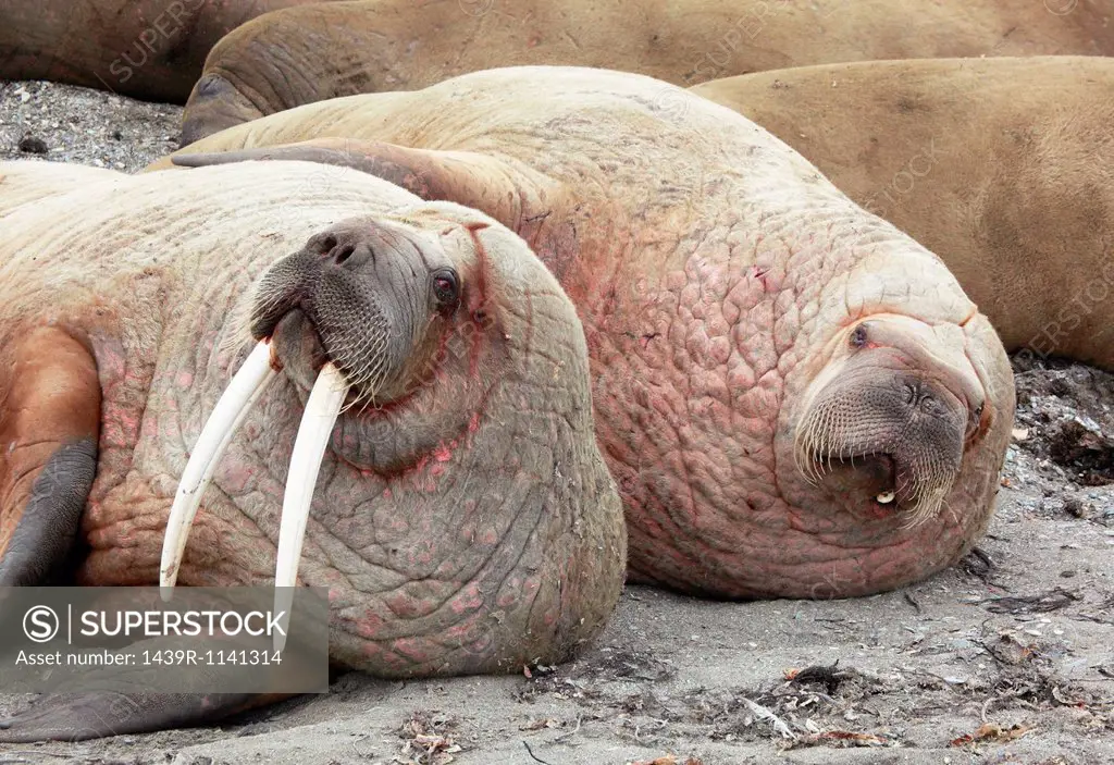 Walruses lying together, Svalbard Archipelago, Norway , Vietnam