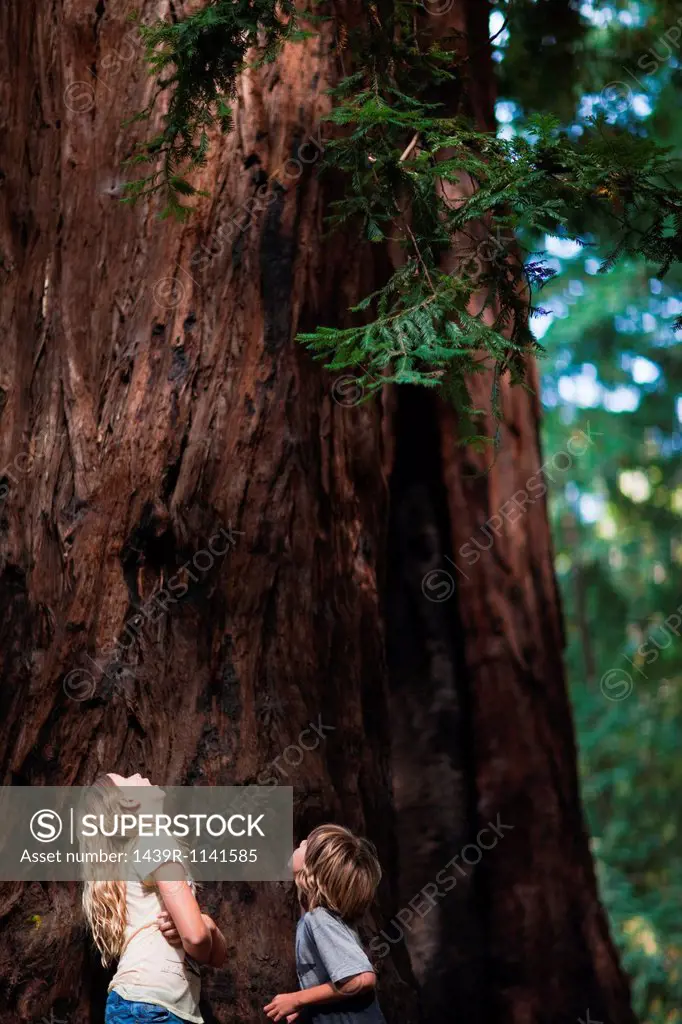 Two children looking up at a tree