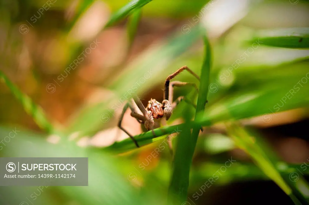 Spider hiding in grass