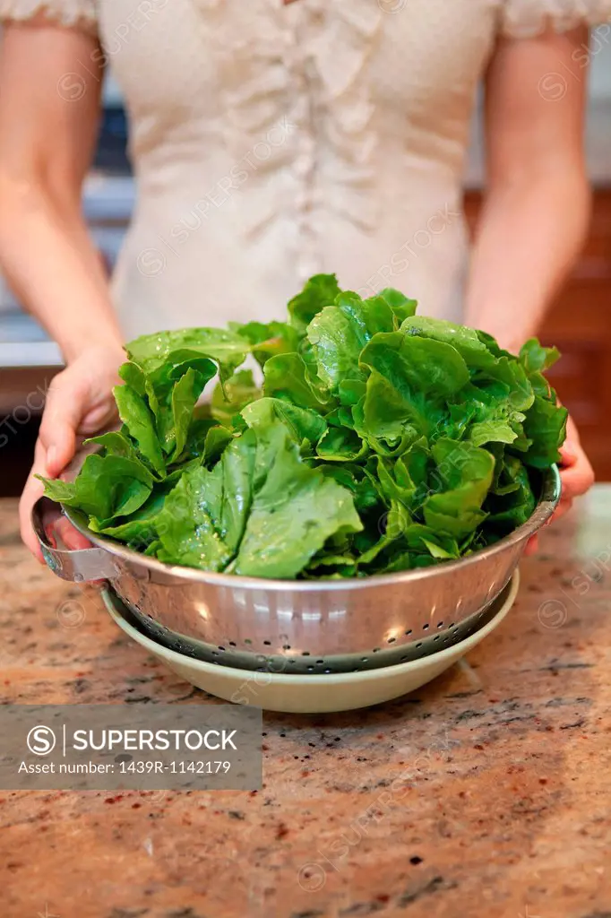 Mid adult woman holding colander of lettuce leaves