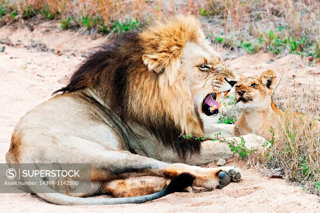 Lion and cub, kruger national park, south africa