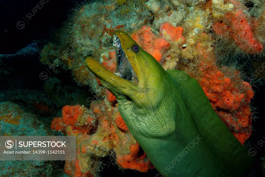 Gaping mouth of Green Moray Eel